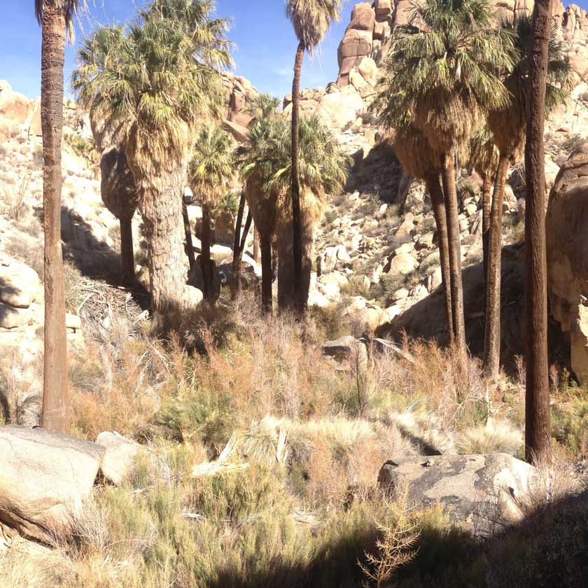 Hike Lost Palms Oasis