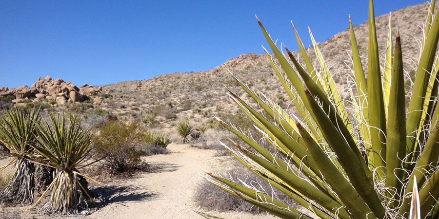 Yucca in the open desert