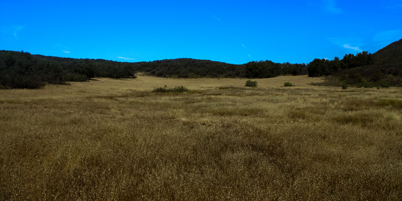 Meadows near Nicholas Flat