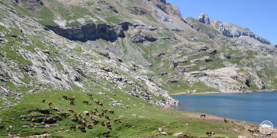 Horses at ibon de Estanes