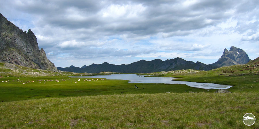 Cows resting at ibones de Anayet