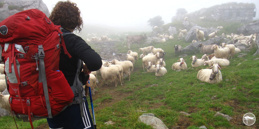 Sheep in the Mist