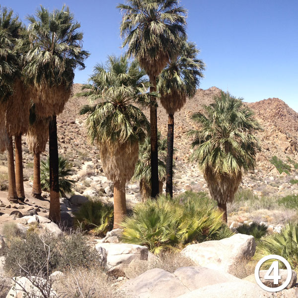 Fortynine Palms Oasis hike photo #4