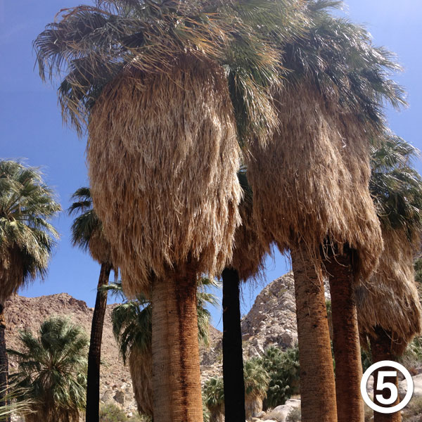 Fortynine Palms Oasis hike photo #5
