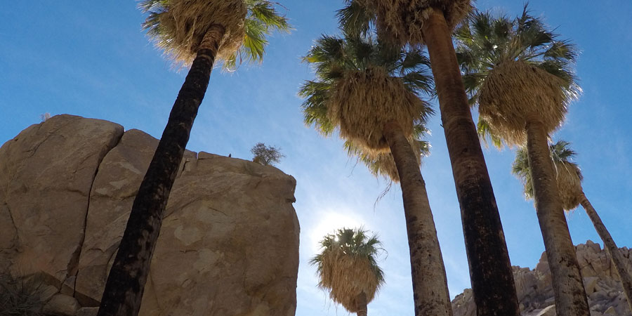 Lost Palms Oasis