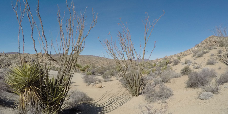 Ocotillo