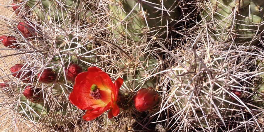 Cactus Blooms