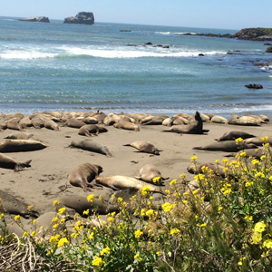 Elephant Seal Rookery