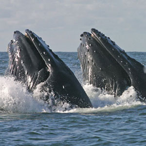 Humpback Whales