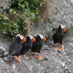 Puffins