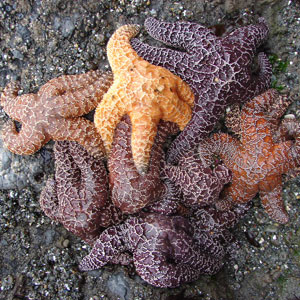 Ochre Sea Stars in Tidepool