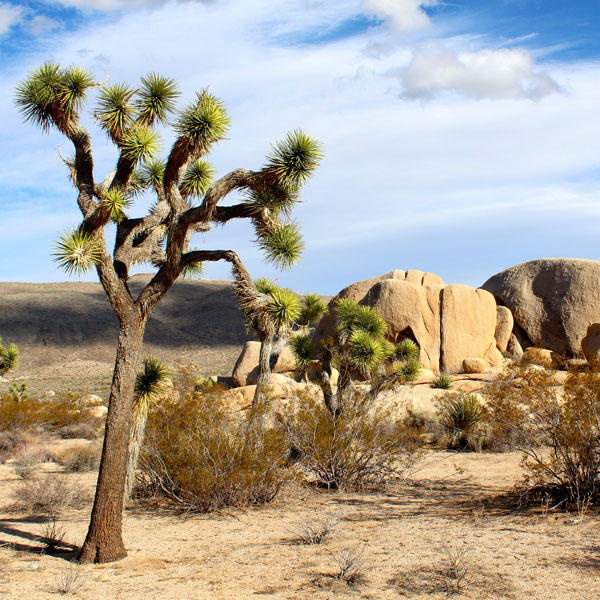 Joshua Tree Guidebook